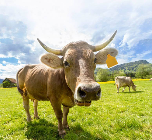 RFID ear tag for animal management solution