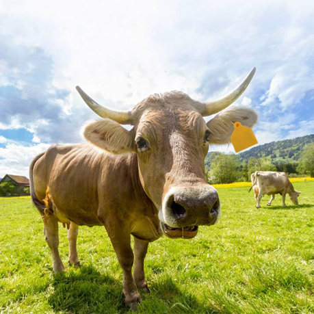 RFID animal ear tag solution